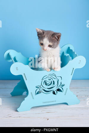 A beautiful kitty with decorations on a blue box Stock Photo