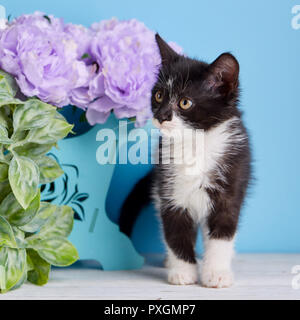 The cat stands next to the flowers Stock Photo