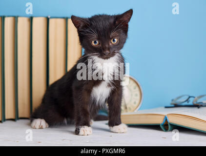 Scientist kitten on the table. Black and white kitten on the table. on a blue background. Stock Photo