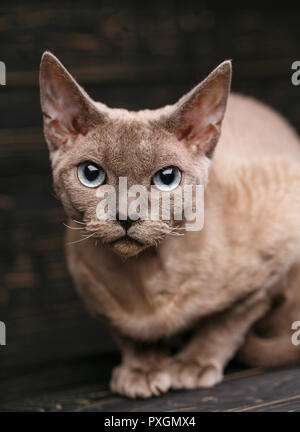 Beautiful big pure-bred devon rex cat portrait Stock Photo