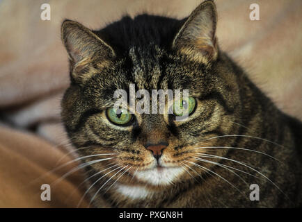 an adult mongrel cat female, huge green eyes and striped color, brown shades with black, lying on a light beige rug, orange nose, small ears, Stock Photo