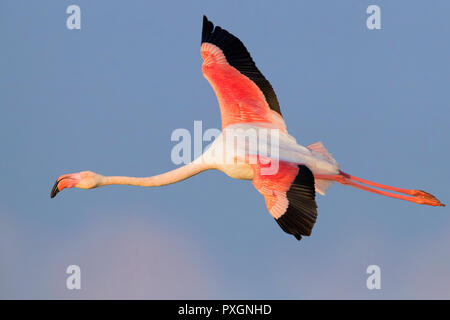 Greater Flamingo (Phoenicopterus roseus), adult in flight Stock Photo