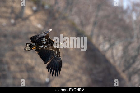 Juvenile White tailed eagle in flight. The slope of the mountain in the background. Scientific name: Haliaeetus albicilla, also known as the ern, erne Stock Photo