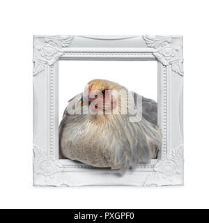 Blue young adult Brahma chicken sitting in white photo frame, looking side ways, isolated on white background Stock Photo