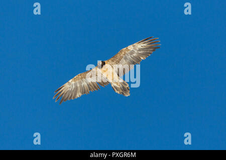 juvenile bearded vulture (gypaetus barbatus) portrait, spread wings, blue sky Stock Photo