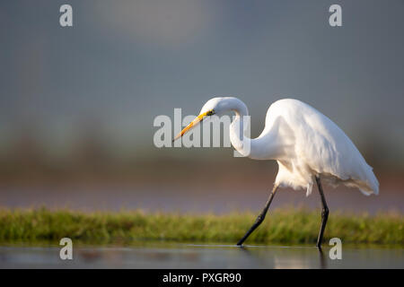 A Great Egret Ardea alba on the lookout for food in a shallow lagoon in Kwa Zulu Natal, South Africa Stock Photo