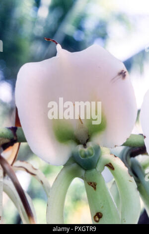 Orchid (Angraecum eburneum), Ile Sainte Marie, Madagascar, Africa Stock Photo