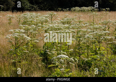 Plant with Giant hogweed, North Rhine-Westphalia, Germany, Europe Stock Photo