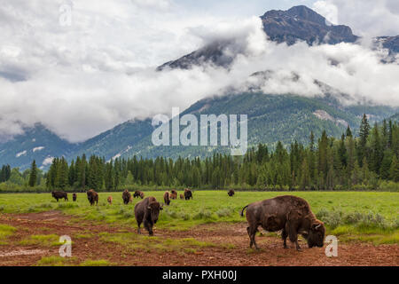 Herd of American Bison (Bison Bison) or Buffalo with cloud covered mountain range in the background Stock Photo