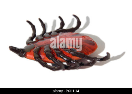 Dead artificial Encephalitis tick on white isolated background. Stock Photo