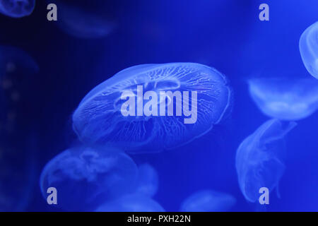 Moon jelly fish Aurelia Aurita Medusae in blue water Stock Photo