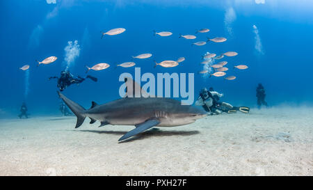 Bull Shark (Carcharhinus leucas) at Cabo Pulmo National Park, Baja California Sur, Mexico Stock Photo