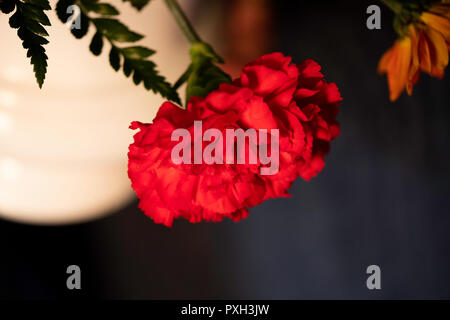 A single red carnation, closeup. Stock Photo