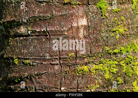 Texture of Coconut Palm Rough Tree Trunk with Vibrant Green Mosses, for Background or Banner Stock Photo