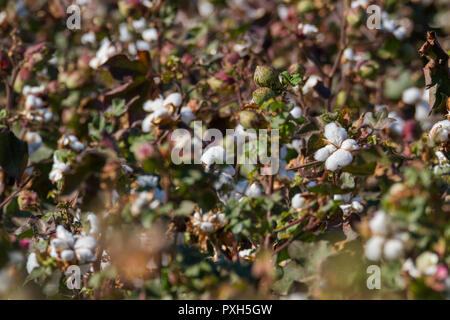 COTTON PLANT FLOWER FIELD ON A WARM AUTUMN DAY Stock Photo