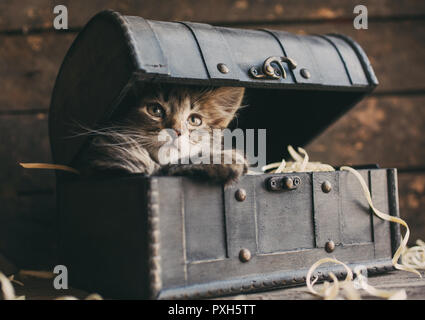 Fluffy kitten in an open vintage chest Stock Photo