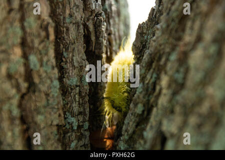 A Young American Dagger Moth Caterpillar in a tree. This caterpillar has black hairs that can leave stinging welts. Stock Photo