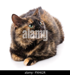 Dark Cat on a white background. Green-eyed cat. Stock Photo