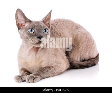 Devon Rex Portrait on a white background Stock Photo