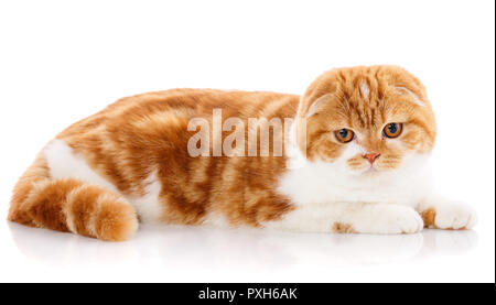 Cute thoroughbred cat on a white background. Stock Photo