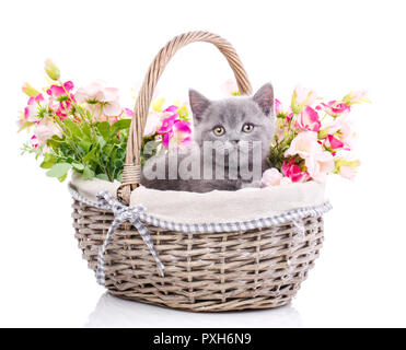 Scottish straight kitten. Fluffy kitten in a basket with bright  Stock Photo