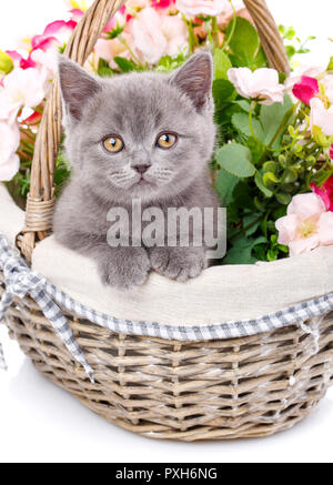 An interesting kitten who looks into the camera Stock Photo
