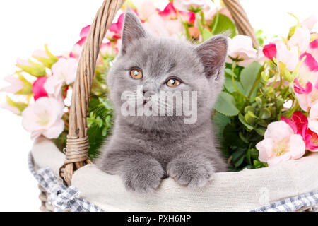 Scottish straight kitten. Purebred cat who pose for the camera Stock Photo