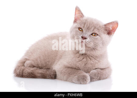 Scottish straight kitten. Kitten with great interest looks upwar Stock Photo