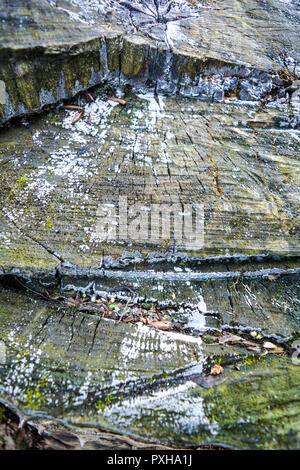 Cross section of old tree stump with cracks and annual age rings. Slice aged wood. Shows wood grain and texture. Stock Photo