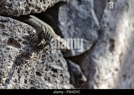 Wall lizard hiding amongst the rocks and warming up in the sun Stock Photo