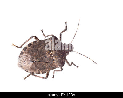 Brown marmorated stink bug Halyomorpha halys, an invasive species from Asia. Isolated on white. Stock Photo