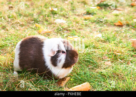 Guinea pig pet animal sitting outdoors in autumn leaves Stock Photo