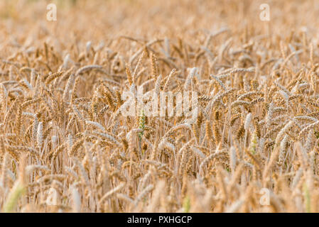 A field with golden wheat ripening in the late afternoon sunshine. Stock Photo