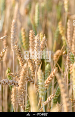 Close up of golden ears of wheat ripening in the sunshine during summer. Stock Photo
