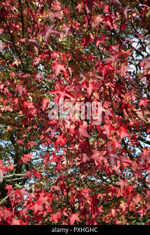 Liquidambar styraciflua 'Lane Roberts'  leaves in Autumn. Stock Photo