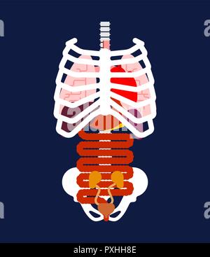 Rib cage and Internal organs. Human anatomy. Systems of man body and organs. medical systems. Lungs and Heart. Liver and Stomach. vector illustration Stock Vector