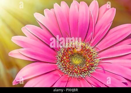 Pink Daisy Flower in full bloom.Sun rays in the background.  Isolated. Stock Image. Stock Photo