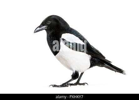 Common Magpie, Pica pica, in front of white background Stock Photo