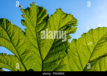 Giant leaves of Gunnera manicata, commonly known as giant rhubarb. Every part of the huge plant has spiky thorns. Close up photo shows leaf structure. Stock Photo