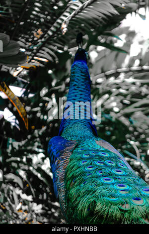 Peacock looking to noisy and blurred abstract colors rainforest background Stock Photo