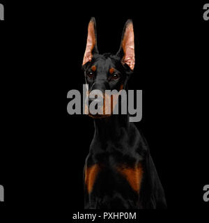 Serious Portrait of Doberman purebred Dog, obidient wait., isolated Black background Stock Photo