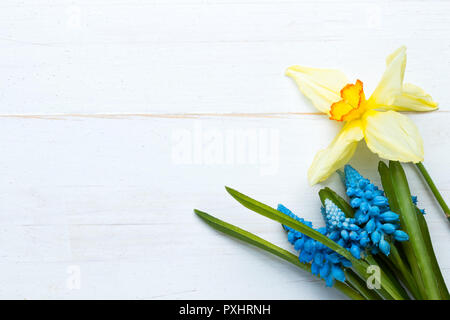 Daffodil and hyacinth spring flowers on old white wooden background. Flat lay top view. Copy space on the left. Stock Photo