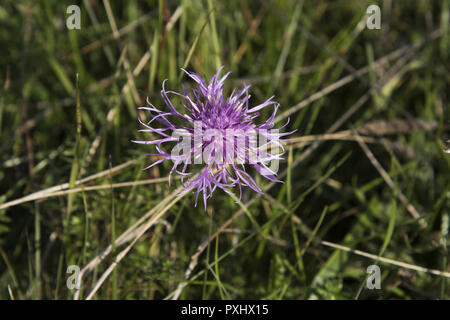 Greater knapweed flowering at Mönchgut peninsula in Southeast Rügen Island. Stock Photo