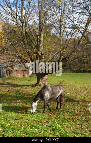 A horse grazes in front of a very old tree in West Arlington, Vermont, USA Stock Photo