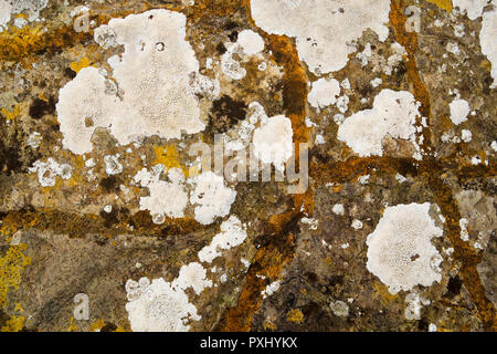 Abstract pattern of mosses and lichen o rock Stock Photo