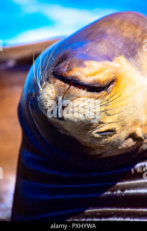 Curious sea lion on the rocks of La Jolla Cove, in La Jolla, California Stock Photo
