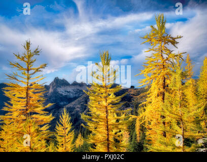 Tamarack or larch in fall color. North Cascades National Park. Washington