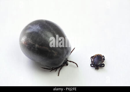 Ixodes ricinus, castor bean tick, transmitter of Lyme disease and tick-borne encephalitis Stock Photo