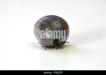 Ixodes ricinus, castor bean tick, transmitter of Lyme disease and tick-borne encephalitis Stock Photo