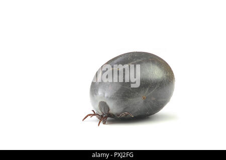 Ixodes ricinus, castor bean tick, transmitter of Lyme disease and tick-borne encephalitis Stock Photo